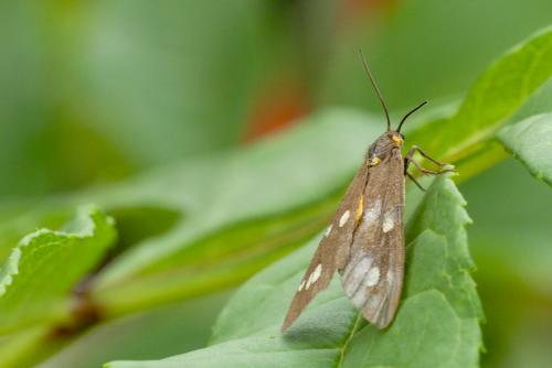 Réf. 289 506 : Dysauxes punctata